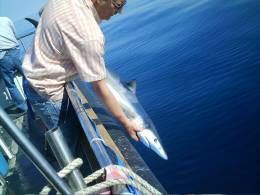 shark release