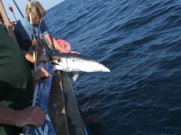 shark release