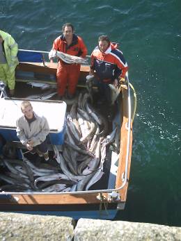 A good day's fishing