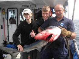 30lb shark - CLICK