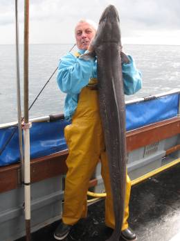 60lb conger