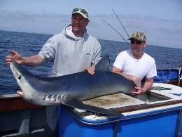 95lb blue