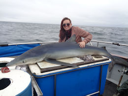 130lb blue shark