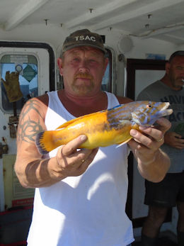 1lb 11oz cuckoo wrasse