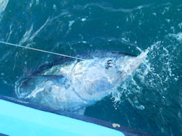 bluefin tuna