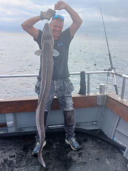 conger