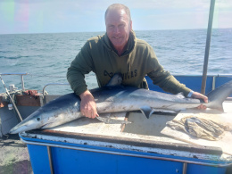 blue shark