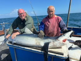 blue shark
