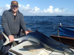 blue shark