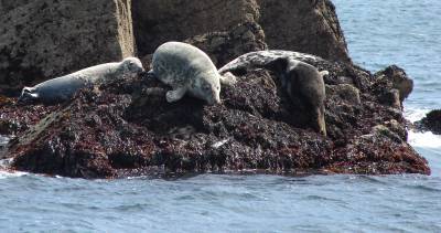 Gwineas 
        seals