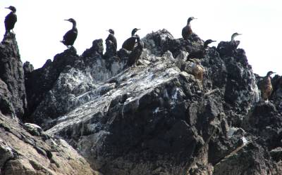 shags and cormorants